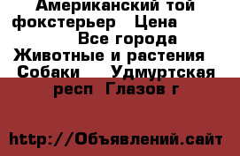 Американский той фокстерьер › Цена ­ 25 000 - Все города Животные и растения » Собаки   . Удмуртская респ.,Глазов г.